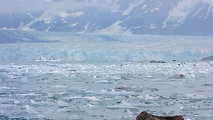 Icy Harbor Seal, Hubbard Glacier, Alaska