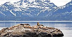 Seals in Alaska Inside Passage