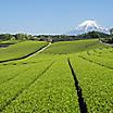Green tea fields with views of Mount Fuji
