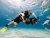 Scuba Certification Padi Diving Underwater with a School of Fish